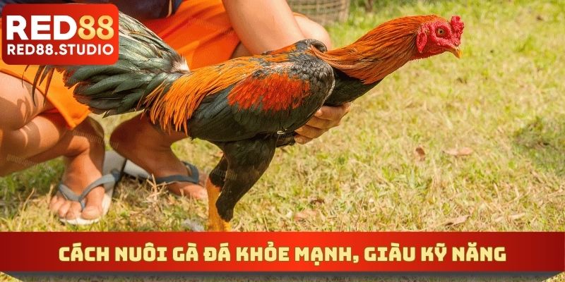 Cách Nuôi Gà Đá Khỏe Mạnh, Giàu Kỹ Năng Đi Thi Đấu Tốt
