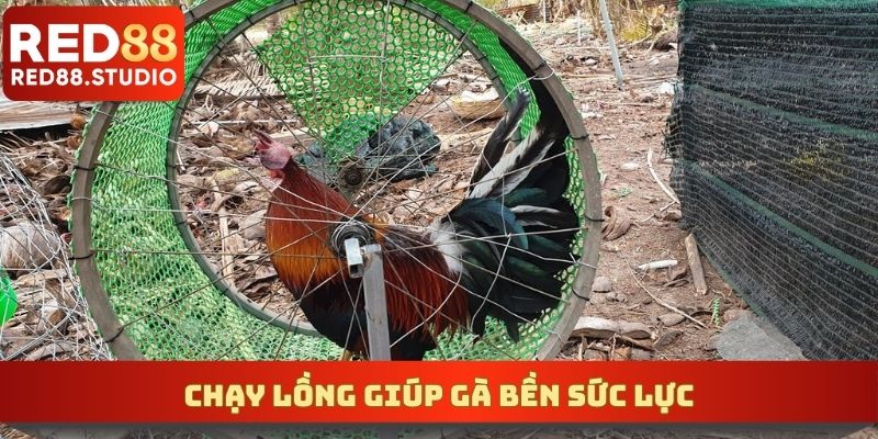 Chạy lồng giúp gà bền sức lực