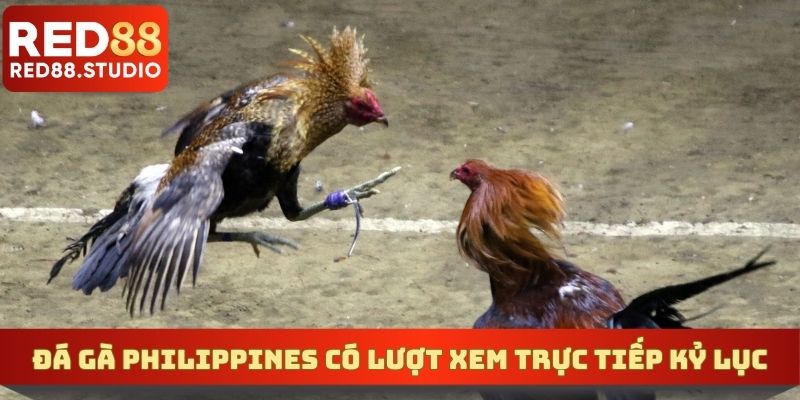 Đá gà Philippines có lượt xem trực tiếp kỷ lục