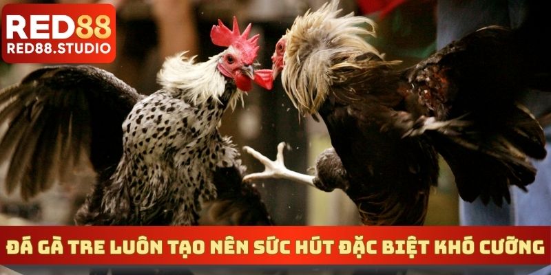 Đá gà tre luôn tạo nên sức hút đặc biệt khó cưỡng