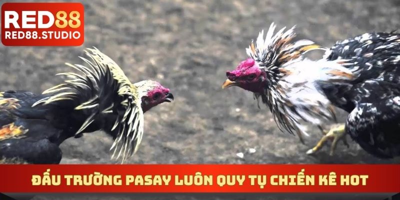 Đấu trường Pasay luôn quy tụ chiến kê hot