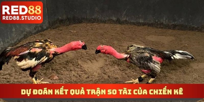 Dự đoán kết quả trận so tài của chiến kê