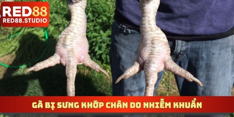 Gà bị sưng khớp chân do nhiễm khuẩn