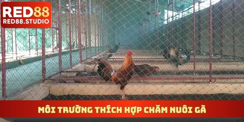 Môi trường thích hợp chăm nuôi gà