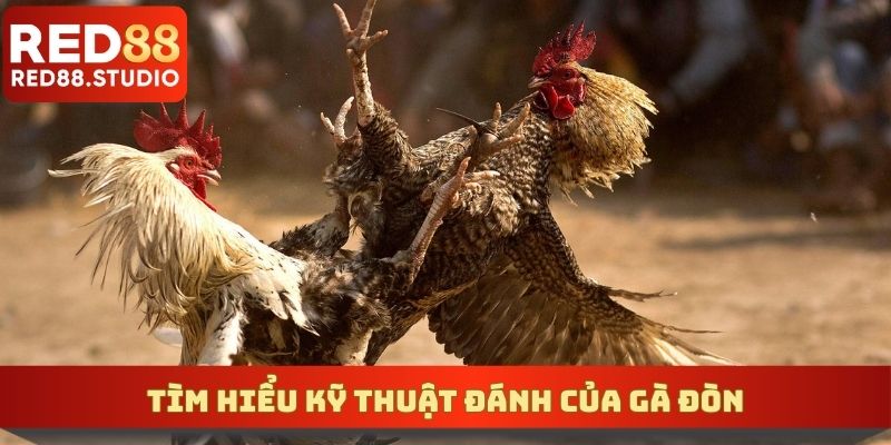 Tìm hiểu kỹ thuật đánh của gà đòn